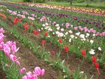 080311hanabatake.jpg