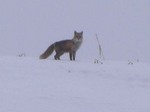 080319gonnkiti-1.jpg