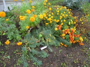 20101027-3.JPG