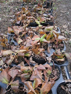 20101202-2.JPG