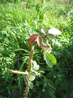 20110803-3.JPG