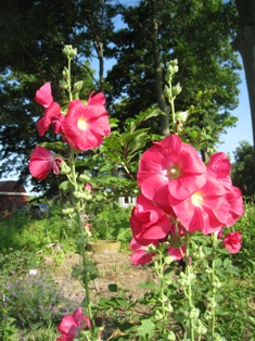 20110803-5.JPG