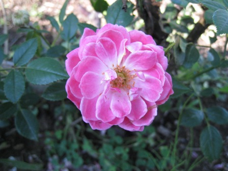 20110818-7.JPG
