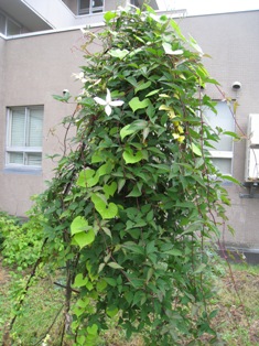 20111125-6.JPG