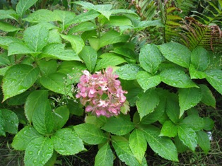 20111125-7.JPG