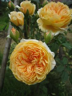 20130125-3.jpg