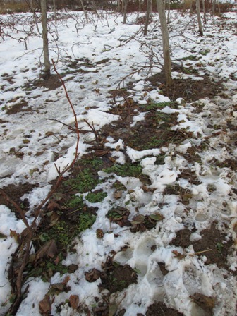 20131117-2.jpg