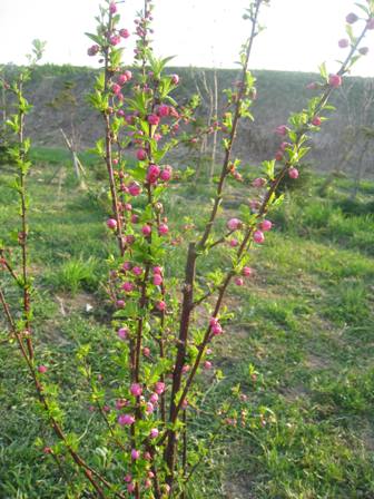 20140515-1.jpg