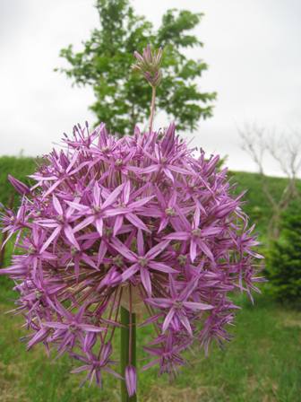 20140607-3.jpg