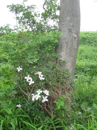 20140608-kurematisu monntana.jpg