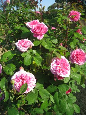 20140627-ga-torru-dojye-kiru.jpg