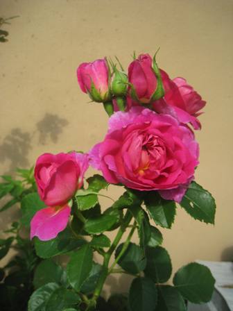 20140712-purinnsesuann.jpg