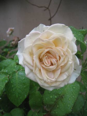 20140724-2.jpg