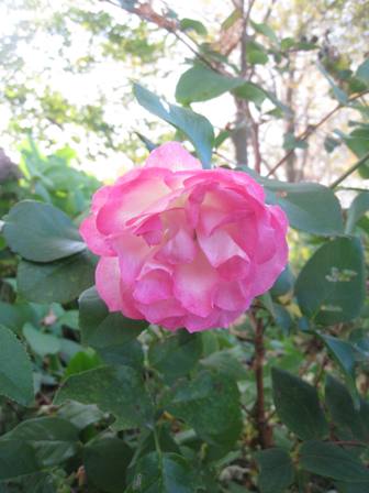 20141011-2.jpg
