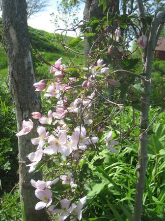 20150527-2.jpg