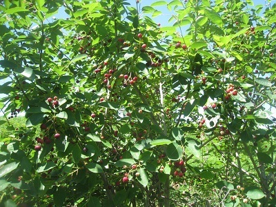 201507-11.JPG
