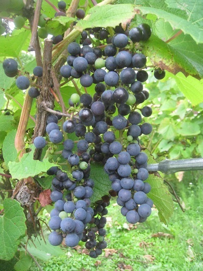 201508-23.JPG