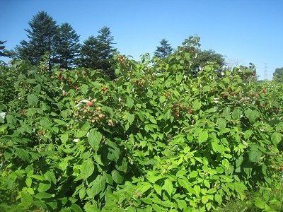 201509-36.JPG